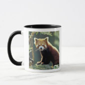 Rode panda (Ailurus fulgens) Mok (Links)