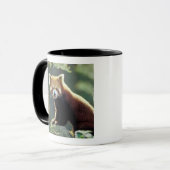 Rode panda (Ailurus fulgens) Mok (Voorkant links)