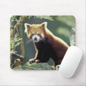 Rode panda Ailurus fulgens) Muismat (Met muis)