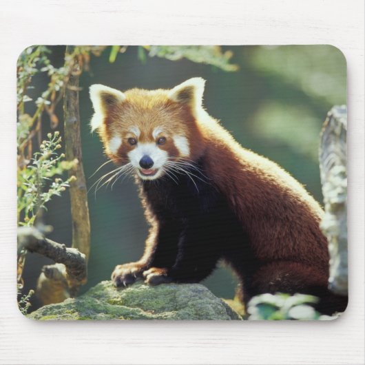 Rode panda Ailurus fulgens) Muismat (Voorkant)