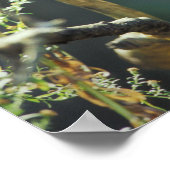 Rode panda (Ailurus fulgens) Poster (Hoek)