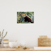 Rode panda (Ailurus fulgens) Poster (Keuken)