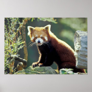 Rode panda (Ailurus fulgens) Poster