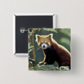 Rode panda (Ailurus fulgens) Vierkante Button 5,1 Cm (Voorkant /achterkant)