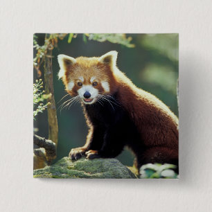 Rode panda (Ailurus fulgens) Vierkante Button 5,1 Cm