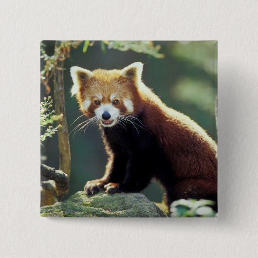 Rode panda (Ailurus fulgens) Vierkante Button 5,1 Cm (Voorkant)