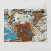 Rode Panda-ansichtkaart Briefkaart (Voorkant)