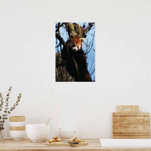 Rode panda-baars poster (Keuken)