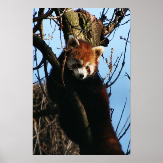 Rode panda-baars poster (Voorkant)