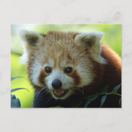 Rode Panda-Beer Briefkaart