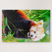 Rode Panda-Beren. Jigzaag Puzzle Legpuzzel (Horizontaal)