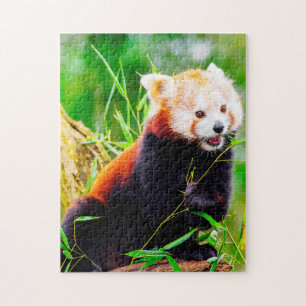 Rode Panda-Beren. Legpuzzel