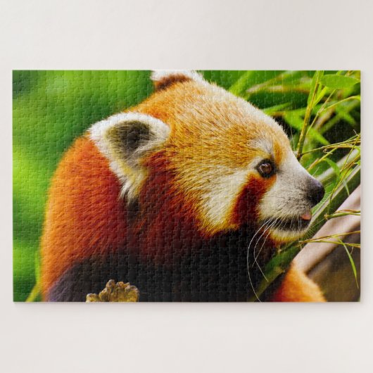 Rode Panda-Beren. Legpuzzel (Horizontaal)