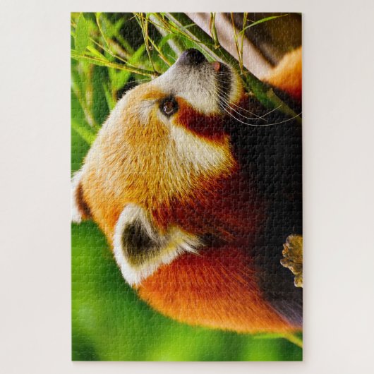 Rode Panda-Beren. Legpuzzel (Verticaal)