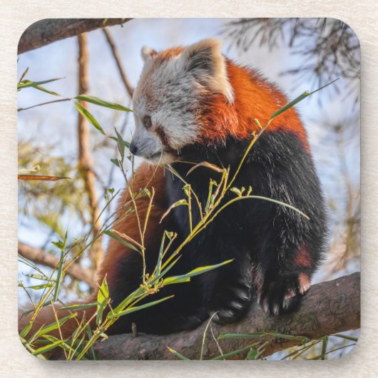 Rode panda bier onderzetter (Voorkant)