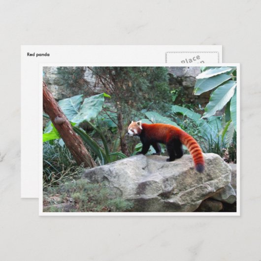 rode panda briefkaart (Voorkant / Achterkant)