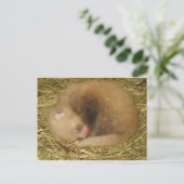 Rode panda briefkaart (Staand voorkant)