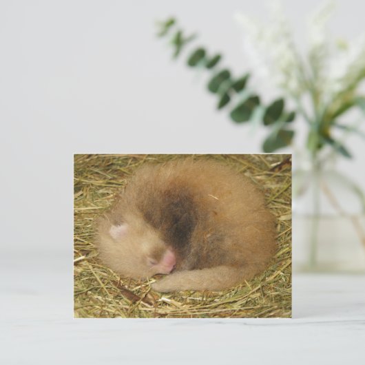 Rode panda briefkaart (Staand voorkant)