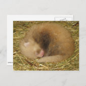 Rode panda briefkaart (Voorkant / Achterkant)