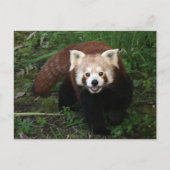 Rode panda briefkaart (Voorkant)