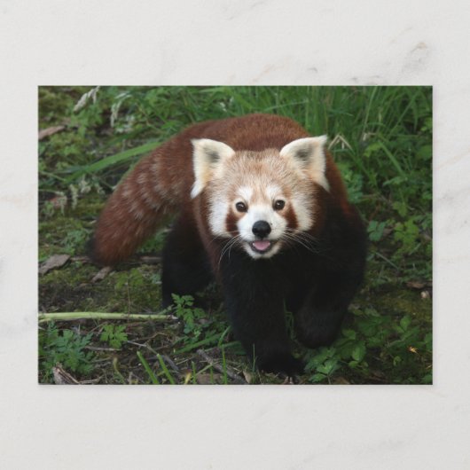 Rode panda briefkaart (Voorkant)