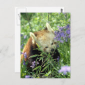 Rode panda briefkaart (Voorkant / Achterkant)