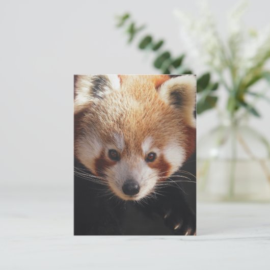 rode panda briefkaart (Staand voorkant)