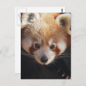 rode panda briefkaart (Voorkant / Achterkant)