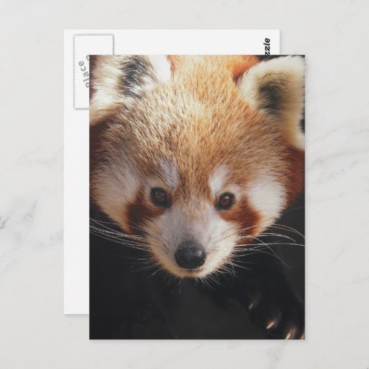 rode panda briefkaart (Voorkant / Achterkant)