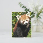 Rode panda briefkaart (Staand voorkant)