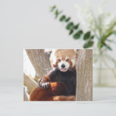 rode panda briefkaart (Staand voorkant)