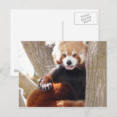 rode panda briefkaart (Voorkant / Achterkant)