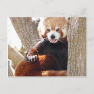 rode panda briefkaart