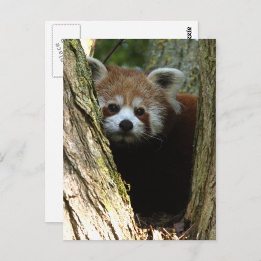 Rode panda briefkaart (Voorkant / Achterkant)