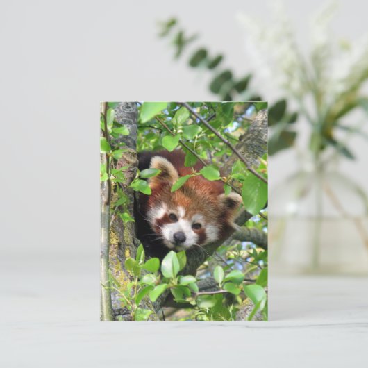 Rode panda briefkaart (Staand voorkant)