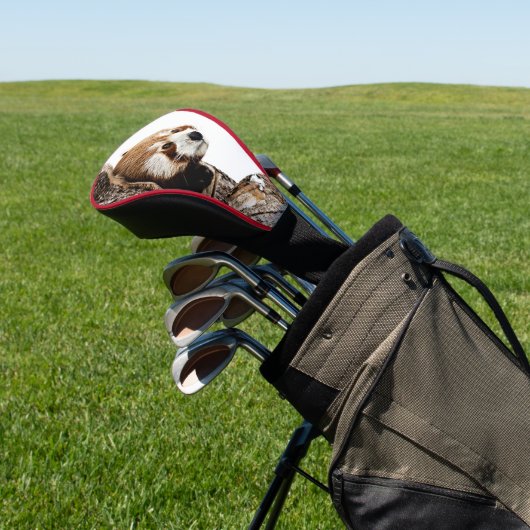 Rode panda die uit een boomstam gluurt golfheadcover (Insitu)