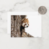 Rode panda die uit een boomstam gluurt notitiekaartje (Voorkant / Achterkant in situ)