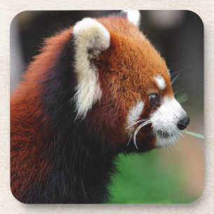 Rode panda drankjes onderzetter