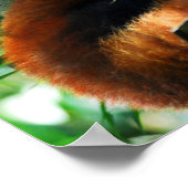 Rode panda-eetbladeren poster (Hoek)