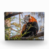 Rode panda fotoblokken (Voorkant)