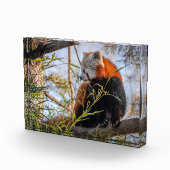 Rode panda fotoblokken (Rechts)
