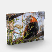Rode panda fotoblokken (Links)
