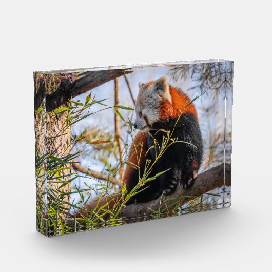Rode panda fotoblokken (Links)