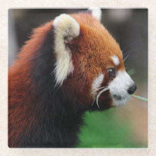 Rode panda glazen onderzetter