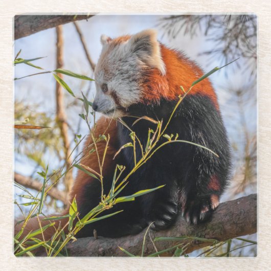 Rode panda glazen onderzetter (Voorkant)