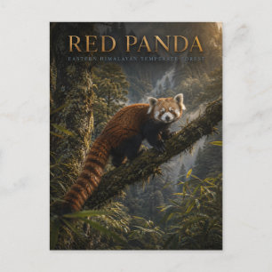 Rode panda Himalaya bos DIEREN Briefkaart
