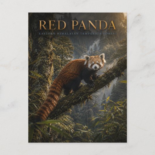 Rode panda Himalaya bos DIEREN Briefkaart (Voorkant)