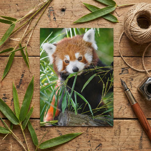 Rode panda in bamboeblijdschap – Wilde dieren Briefkaart