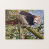 Rode panda in de boom legpuzzel (Horizontaal)