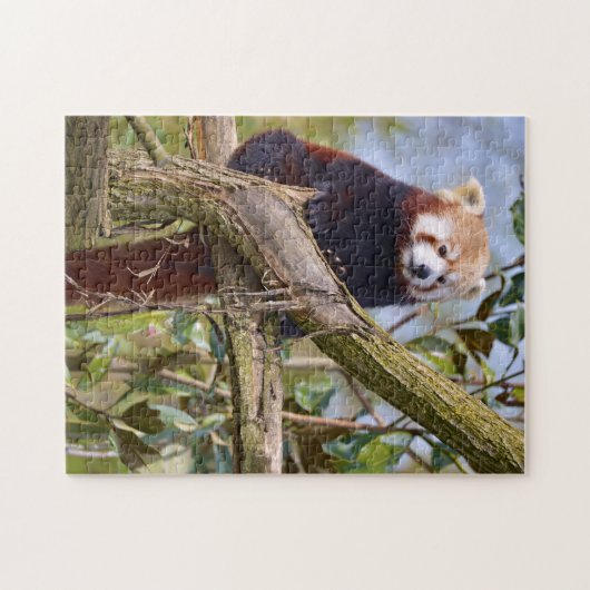 Rode panda in de boom legpuzzel (Horizontaal)